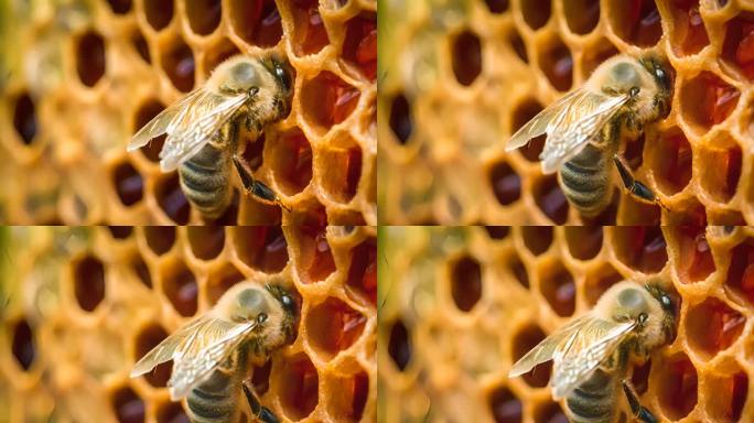 正在采蜜的蜜蜂