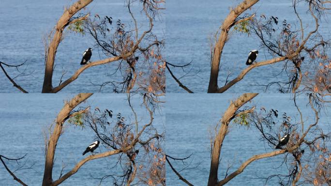 当鸟儿沿着树枝移动时，背景中可以看到海浪的缓慢运动。
