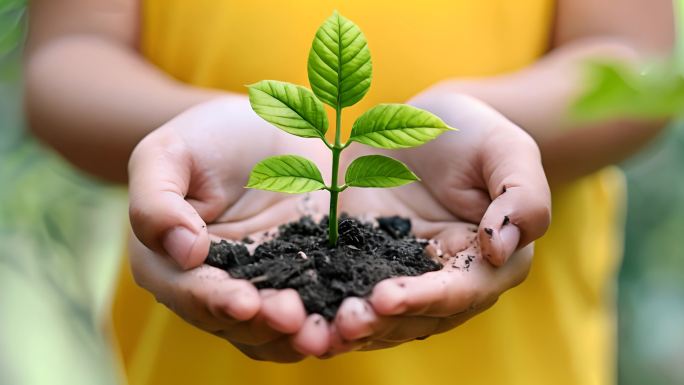 手捧植物呵护生命呵护健康人与自然幼苗生长