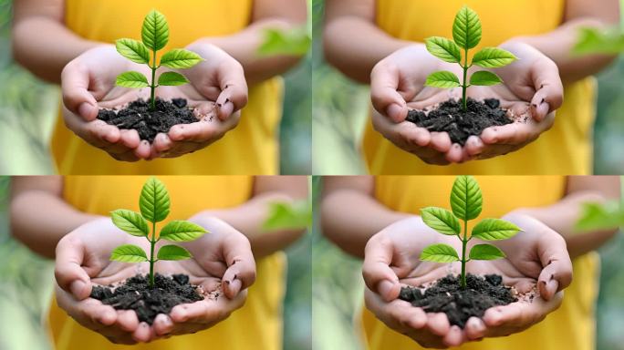 手捧植物呵护生命呵护健康人与自然幼苗生长