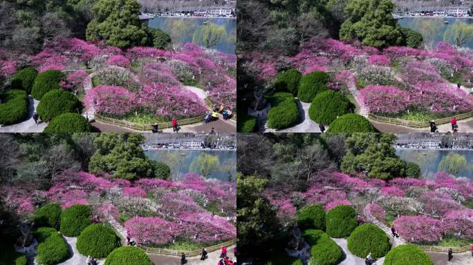 杭州西湖孤山公园梅花盛开航拍