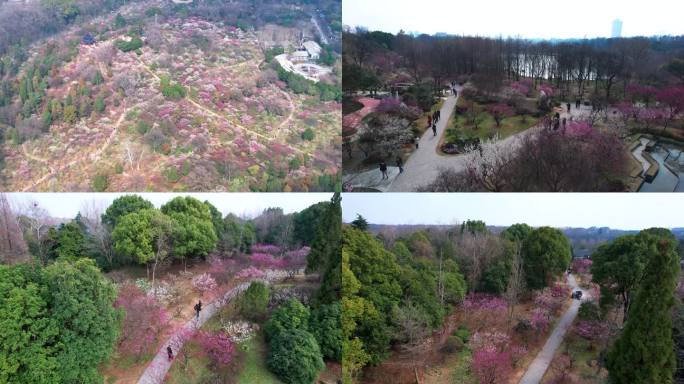 v1南京梅花山景区4k航拍