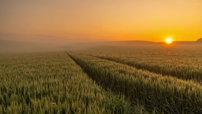 时间流逝的雾笼罩在宁静的绿色小麦作物在日出