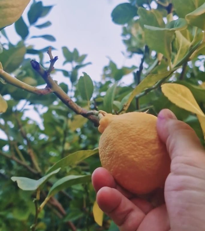 手摘一个成熟的柠檬，特写。观察农民收割，强调有机食品。探讨农民在提供有机食品选择中的重要性