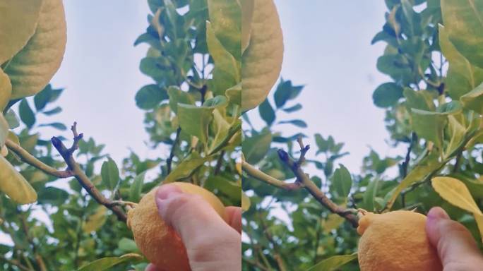 手摘一个成熟的柠檬，特写。观察农民收割，强调有机食品。探讨农民在提供有机食品选择中的重要性