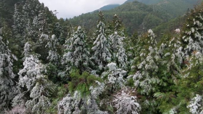 鸟瞰白雪和白霜覆盖的森林