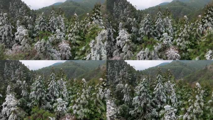 鸟瞰白雪和白霜覆盖的森林
