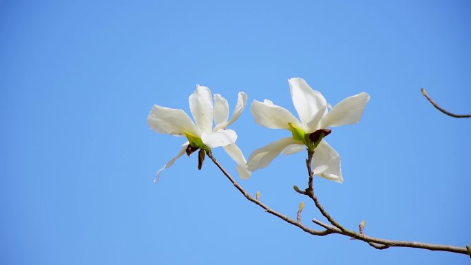 玉兰花蓝天阳光下随风摇曳