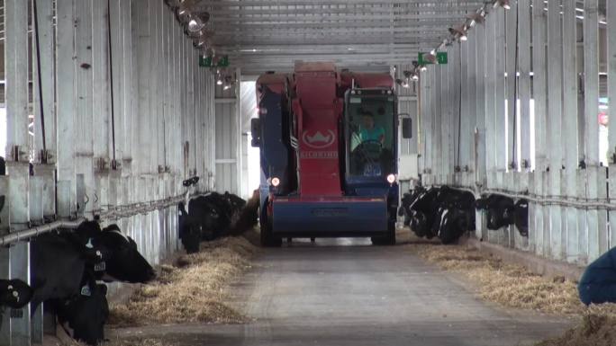 奶牛养殖场奶牛养殖基地大型转盘挤奶台