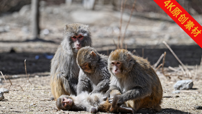野生猴群猴子面部表情特写猕猴自然野生动物