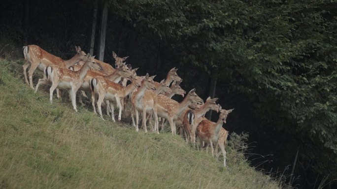 森林旁的小山上有一群鹿和小鹿。一群鹿在乡下的鹿场里。美丽的野生动物在自然界。