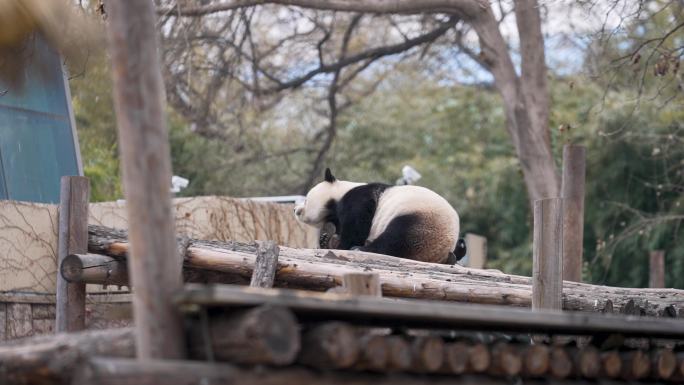 乌鸦与大熊猫玩