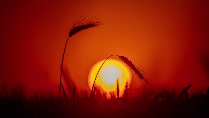 太阳在小麦的剪影上冉冉升起。
