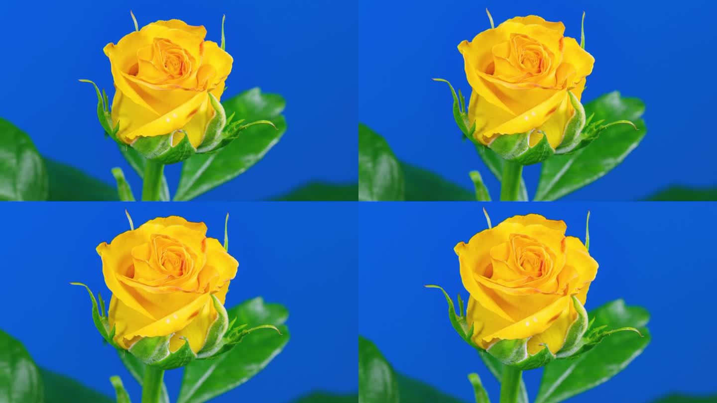 蓝色背景下黄玫瑰从蓓蕾到大花的时间流逝