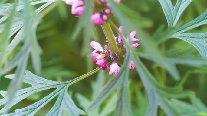 益母草 药材花儿盛开蜜蜂采花