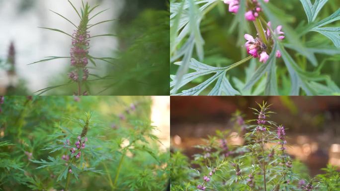 益母草 药材花儿盛开蜜蜂采花