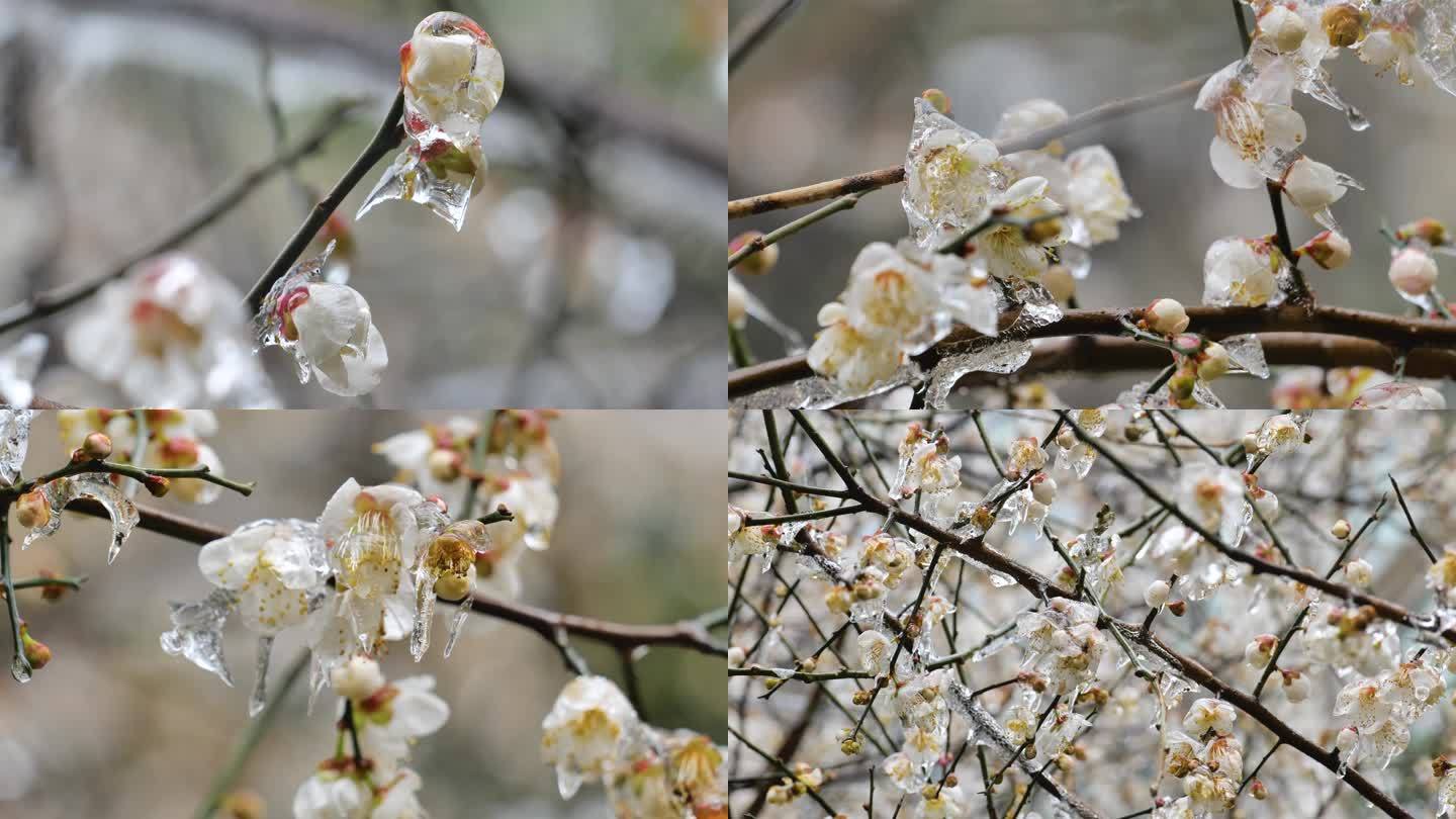 冰冻梅花樱花1