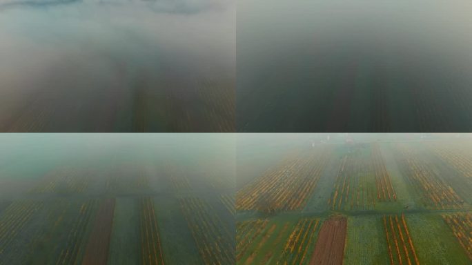 无人机视角下的秋天葡萄园雾