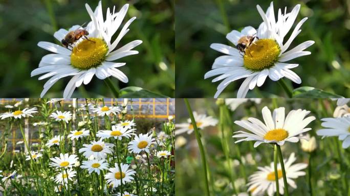 蜜蜂采花 采蜜 母菊 洋甘菊 花海 花瓣