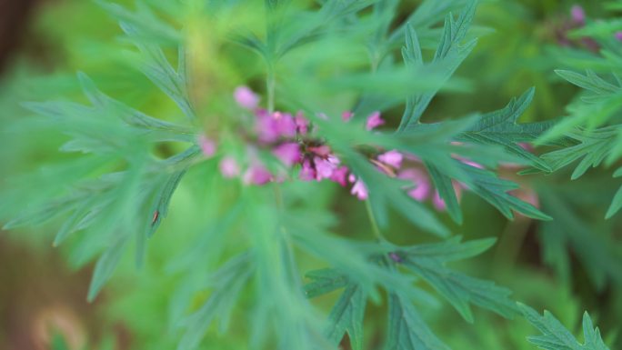 益母草红花艾 花儿特写蜜蜂采花