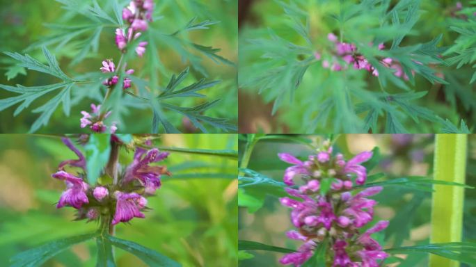 益母草红花艾 花儿特写蜜蜂采花