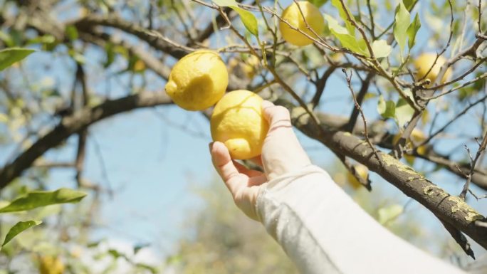 一个女人的手伸向树枝上的柠檬，摘了一个，背景是蓝天。