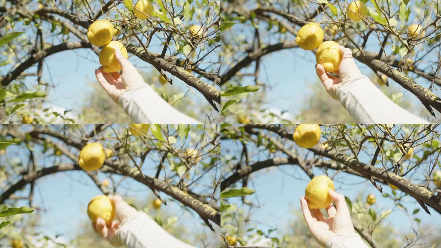 一个女人的手伸向树枝上的柠檬，摘了一个，背景是蓝天。