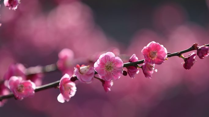 梅花红梅特写