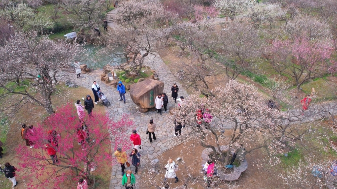 苏州光福香雪海梅花