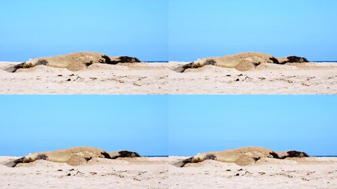 换毛的南象海豹在海滩上用鳍状肢把沙子甩到背上