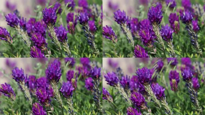 草地上的黄芪紫色花朵