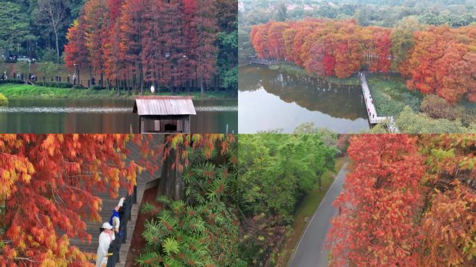 广州麓湖公园落羽杉4K航拍