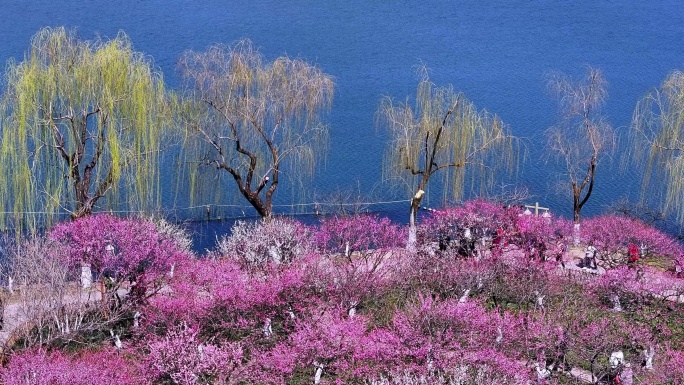 杭州西湖孤山公园梅花盛开航拍