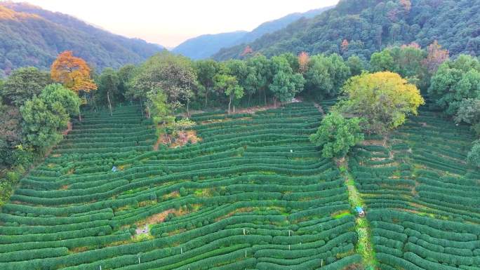 唯美杭州西湖龙井茶文化景区航拍茶园地茶叶