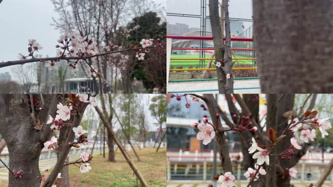 春天紫叶李花卉万物复苏近景特写