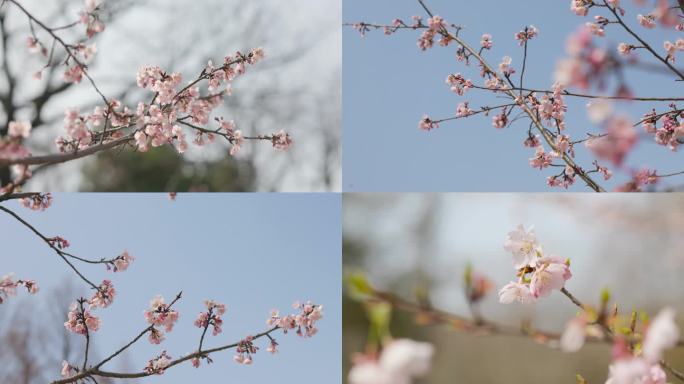 初春的杭州植物园，樱花花枝发芽盛开