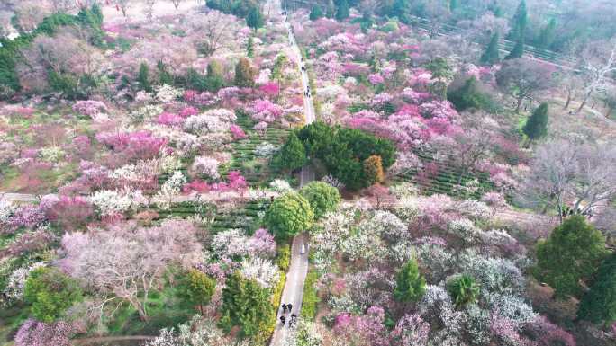 v6南京梅花山景区4k航拍