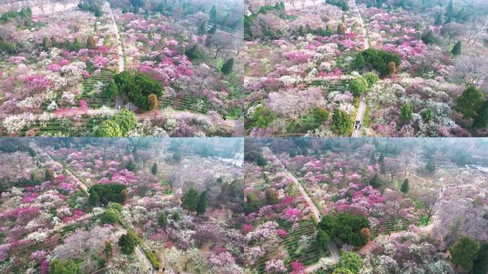 v6南京梅花山景区4k航拍