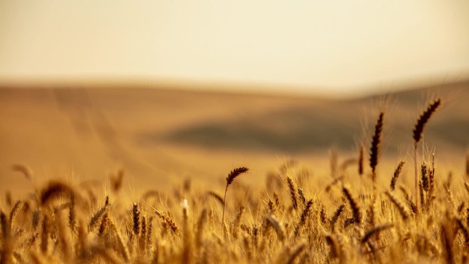 阳光明媚的麦田里的金色小麦