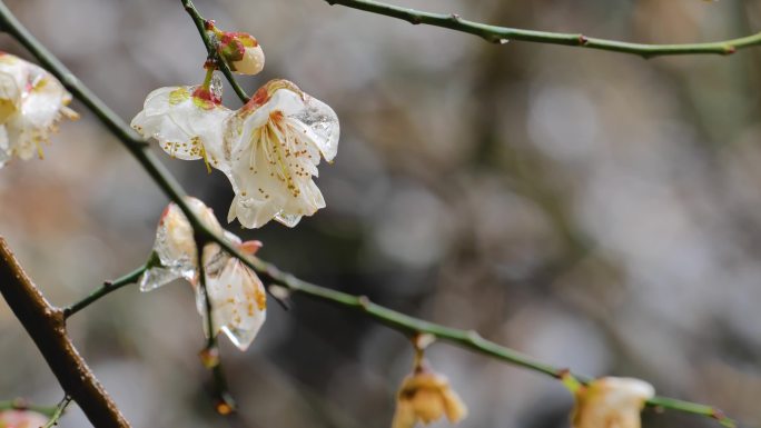 冰冻梅花樱花4