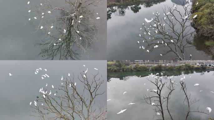 漓江生态环保白鹭栖息 山清水秀 人与自然