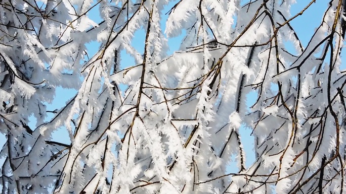 太阳光下的冰丝雪景