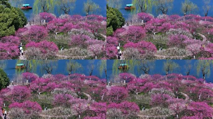 杭州西湖孤山公园梅花盛开航拍