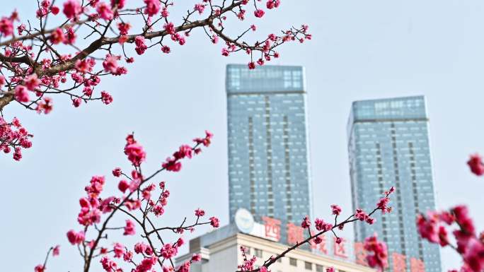 四川成都望江楼春天樱花园林风景高视角航拍