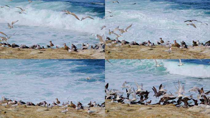 皇家燕鸥和海鸥，拉霍亚湾，圣地亚哥