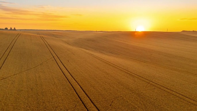 超差无人机视角下的日出在金黄色的小麦作物上