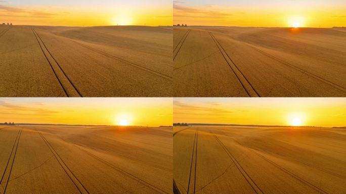 超差无人机视角下的日出在金黄色的小麦作物上