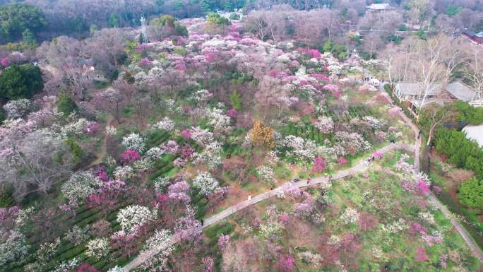 v7南京梅花山景区4k航拍