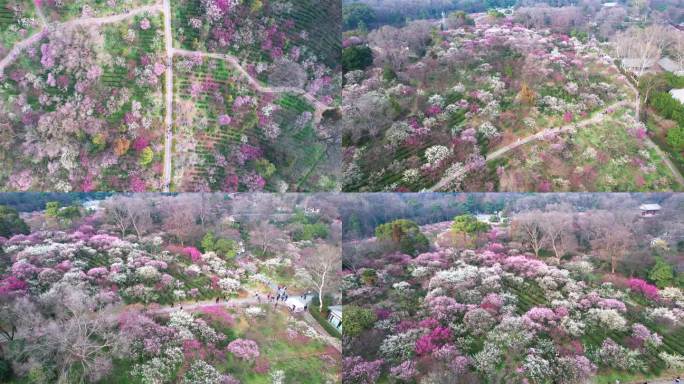 v7南京梅花山景区4k航拍