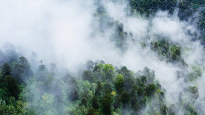 雨雾缭绕的绿色森林